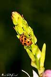Ladybug April 2023